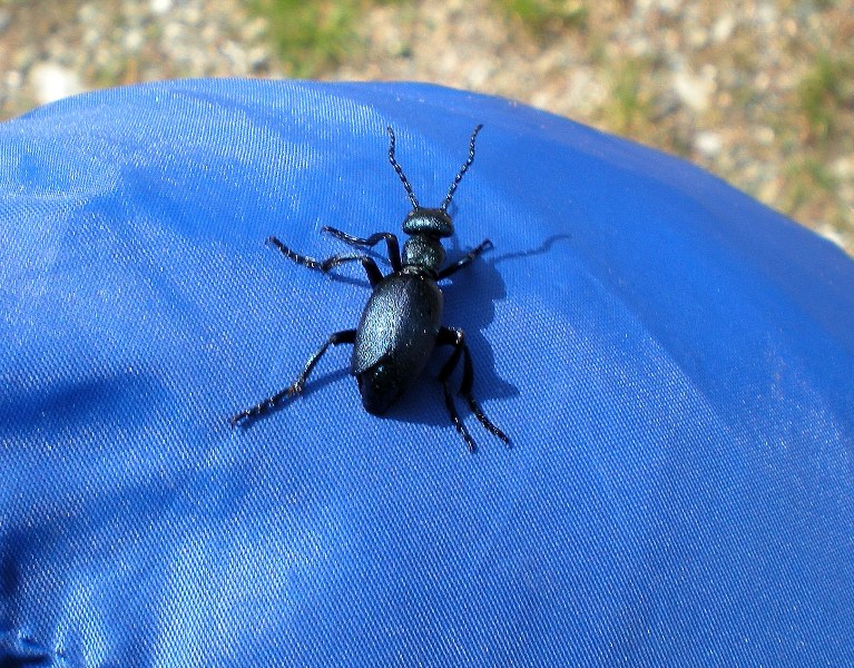 Nel blu dipinto di blu